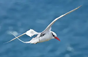 Offshore: Red-billed Tropicbird in flight by offshore island, Tobago