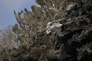 Tropicbird: Red-billed Tropicbird landing