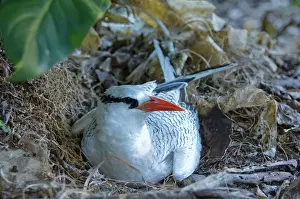 Tobago: Red-billed Tropicbird - on nest