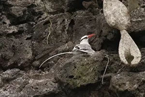 Floreana: Red-billed Tropicbird at nest