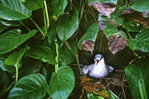 Tropicbird: Red-billed Tropicbird (Phaethon aethereus)