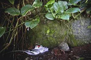 Differential: Red Billed Tropicbirds