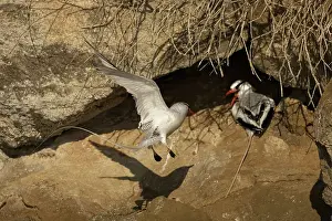 Floreana: Red-billed Tropicbirds at nest