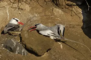 Floreana: Red-billed Tropicbirds at nest