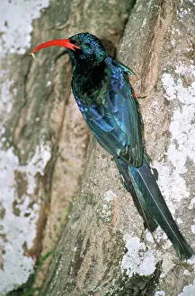 Grubs: Red-billed Woodhoopoe / Green Woodhoopoe - adult