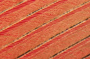 Microscopic: Detail of red bird feathers