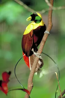 Rubra: Red bird of paradise