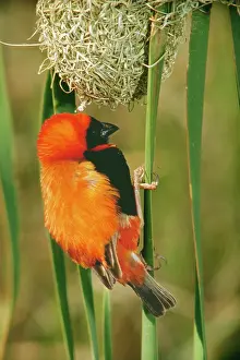 Euplectes: RED BISHOP