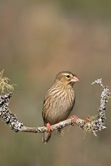 Euplectes: Red Bishop - female, perched on branch
