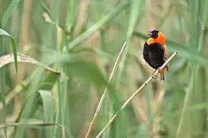 Euplectes: Red Bishop - Male bird singing