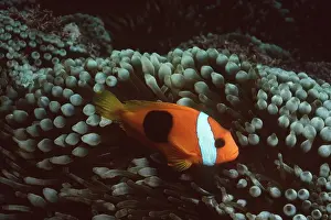 Anemones: RED & BLACK ANEMONE / CLOWN FISH