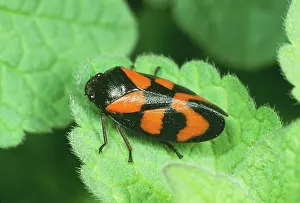 Froghoppers: Red & Black Froghopper