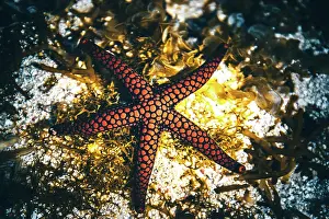 Mauritius: Red, Black starfish in water, Mauritius, Africa