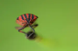 Stink: Red And Black Striped Stink Bug