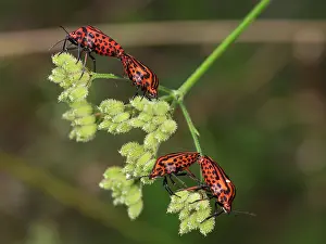 Stink: Red And Black Striped Stink Bug