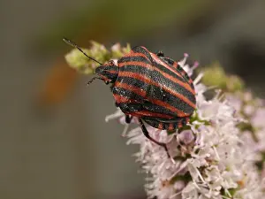 Stink: Red And Black Striped Stink Bug (Graphosoma lin