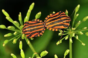 Stink: Red and Black Striped Stink Bug mating