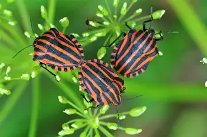 Stink: Red and Black Striped Stink Bug mating