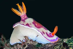 Cerata: Red-blotched Hypselodoris Nudibranch