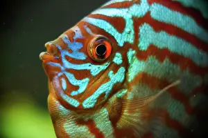 Concept: Red, blue, green Discus fish detailed close up in
