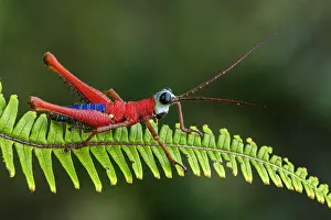 Grasshoppers: Red Blue White Monkey Hopper, grasshopper, Las Tangaras