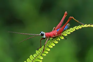 Grasshoppers: Red Blue White Monkey Hopper, grasshopper, Las Tangaras