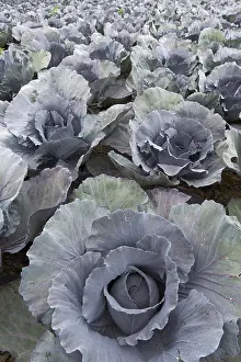 Cabbage: Red (Brassica oleracea convar. capitata var. rubra)