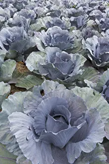 Cabbage: Red (Brassica oleracea convar. capitata var. rubra)