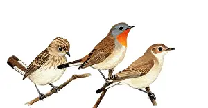 Ficedula: Red-breasted Flycatcher