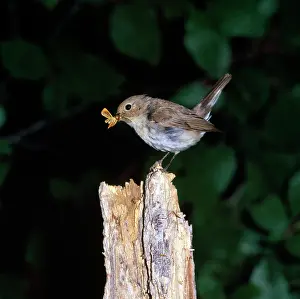 Zdenek Tunka: Red-breasted Flycatcher - female with food in beak
