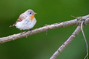 Songird: Red-breasted Flycatcher (Ficedula parva) male perching on br