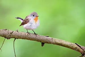Perching: Red-breasted Flycatcher (Ficedula parva) male perching on br