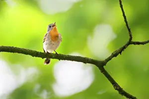 Songird: Red-breasted Flycatcher (Ficedula parva) male singing on bre