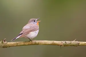 Breasted: Red-breasted Flycatcher (Ficedula parva) male singing on bre