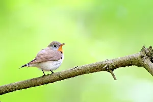 Breasted: Red-breasted Flycatcher (Ficedula parva) male singing on bre