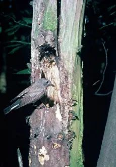 Red-breasted Flycatcher - at nest