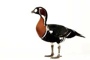 Ruficollis: Red-breasted GOOSE