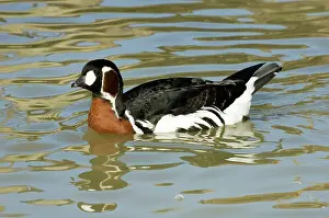 Ruficollis: Red-breasted Goose