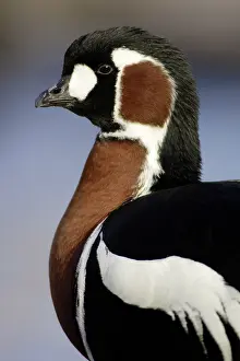 Ruficollis: Red Breasted Goose