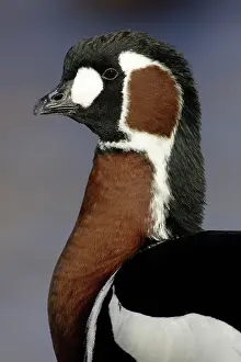 Ruficollis: Red Breasted Goose
