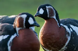 Ruficollis: Red-breasted Goose