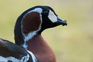 Ruficollis: Red-breasted Goose