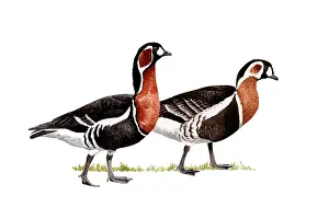 Ruficollis: Red-breasted Goose
