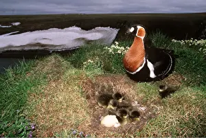 Riverbank: RED-BREASTED GOOSE - adult with chicks at riverbank nest