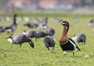 Migrant: Red-breasted Goose (Branta ruficollis) and Bren