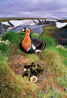 Ruficollis: RED-BREASTED GOOSE - and chicks on nest