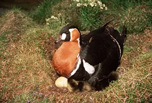 Andrey Zvoznikov: RED-BREASTED GOOSE - and chicks - Nesting