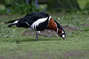 Ruficollis: Red-Breasted Goose - feeding on field