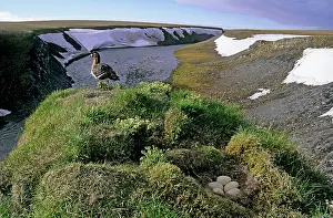 Siberia: Red-breasted Goose - female by nest with 5 eggs