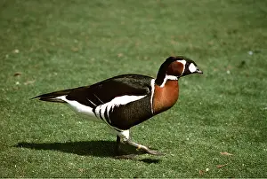 Kenneth Hoyle: RED BREASTED GOOSE - On grass